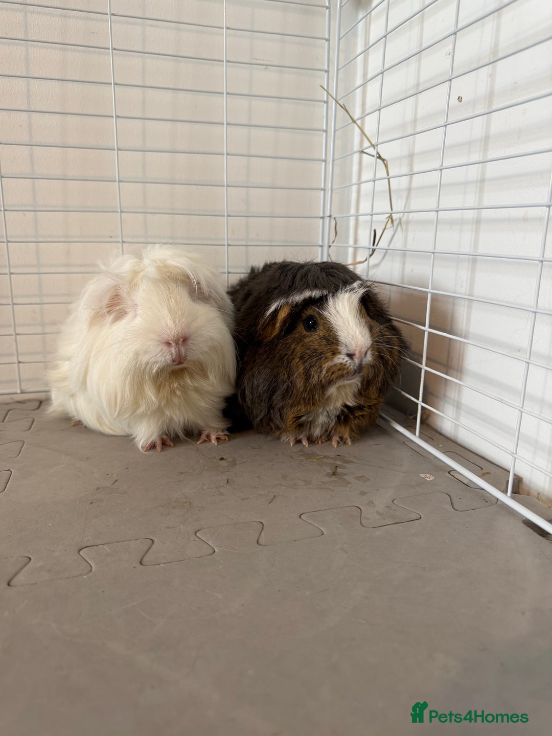 Guinea Pig rodents for sale: Guinea pigs x2 - Image 1
