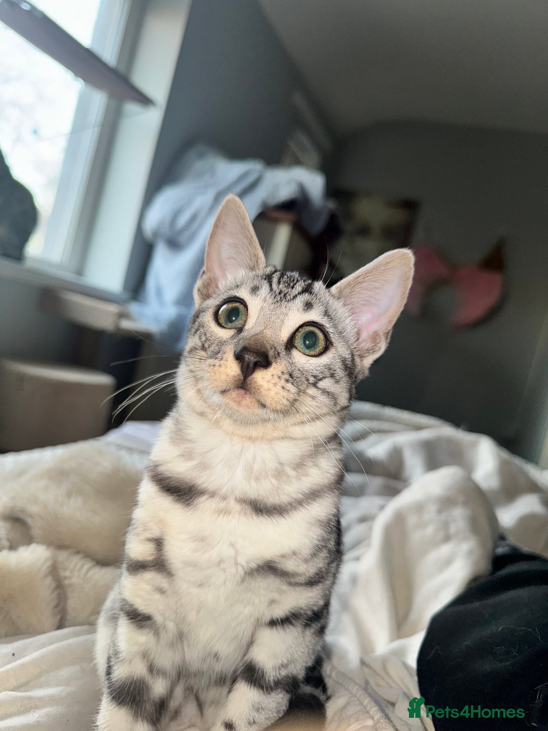 Bengal cats for sale: Tica registered beautiful kittens - Advert 20