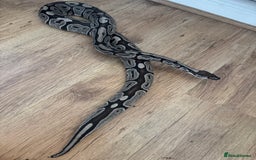 Python Snake reptiles for sale: Royal Pythons Various Prices  - Image 8