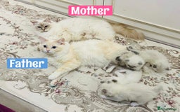 Ragdoll cats for sale: The Last Adorable Girl Ragdoll - Image 16
