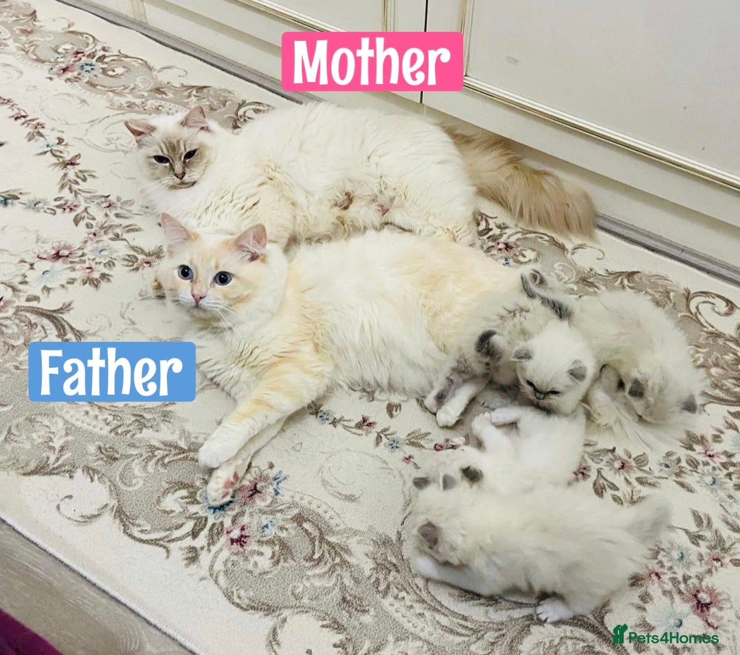 Ragdoll cats for sale: The Last Adorable Girl Ragdoll - Image 16