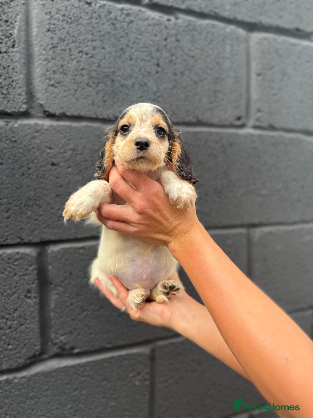 Cocker Spaniel dogs for sale: working cocker spaniel puppies - Image 6