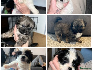Zuchon dogs for sale: Shihzu x Westie x Bichion - Advert 2