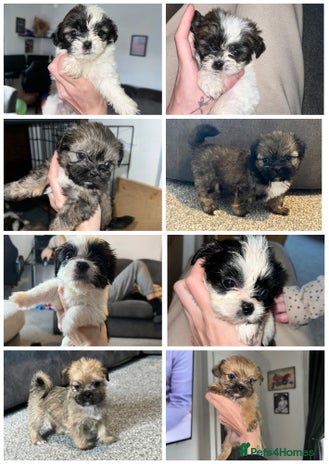 Zuchon dogs Shihzu x Westie x Bichion - Advert 5