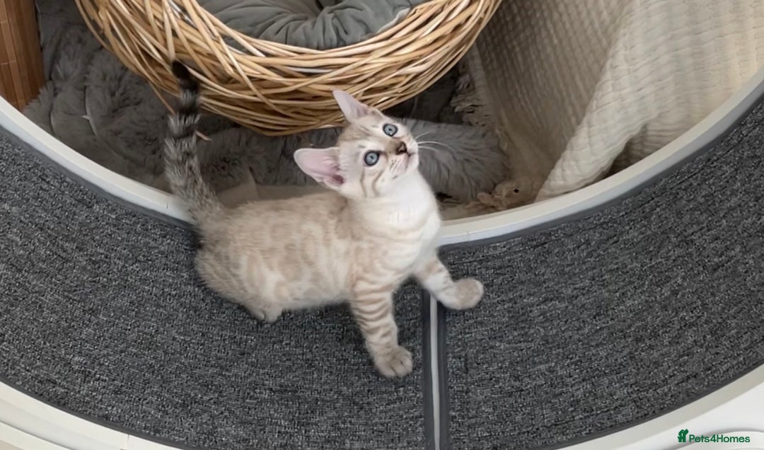 Bengal cats for sale: 🏆🎉New Pedigree Tica Mini Leopards Ready Soon🎉🏆 - Advert 16