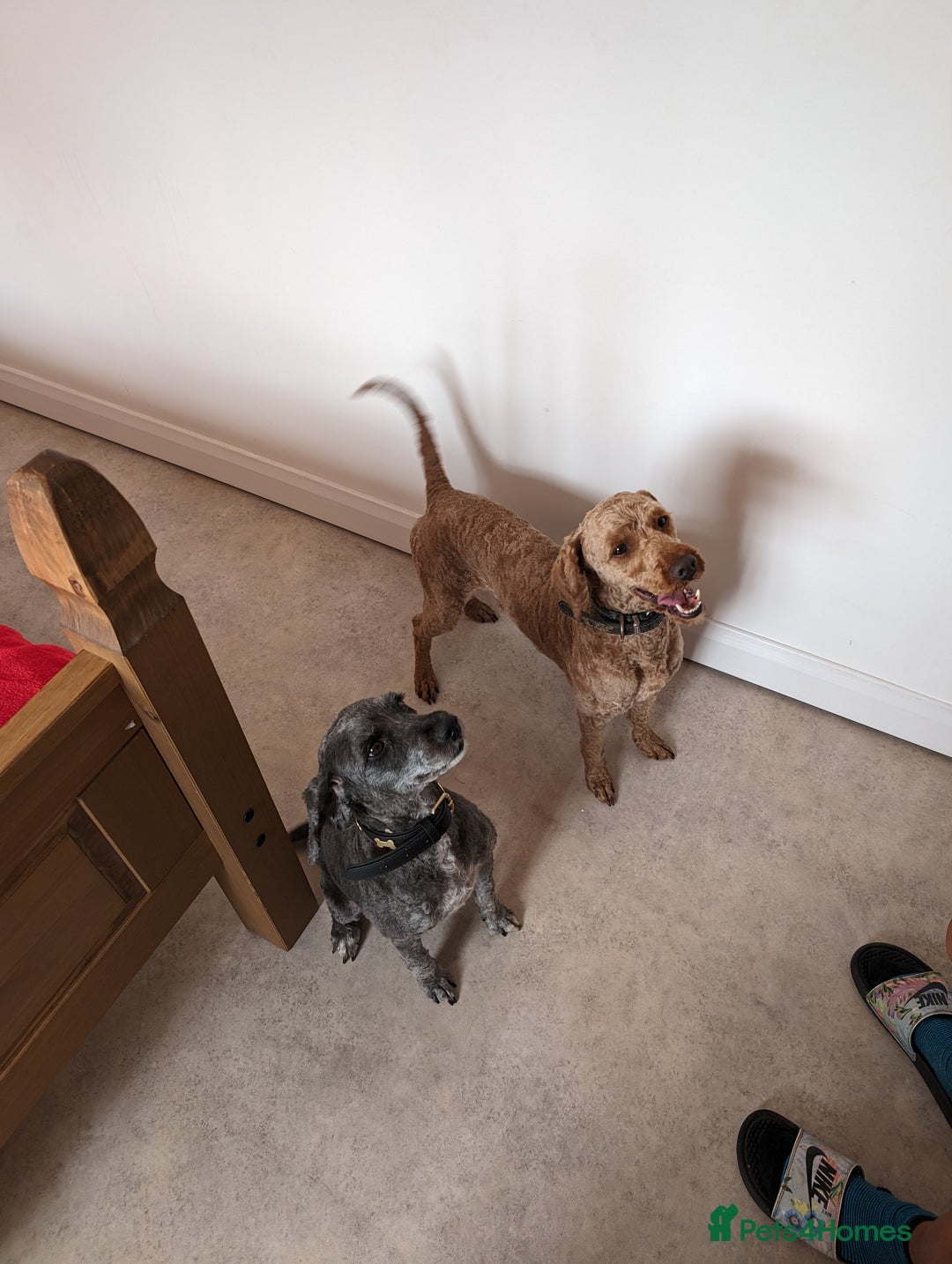 Sproodle dogs for sale: Beautiful F1b Sproodle Pups, 4 Boys & 4 Girls - Image 20