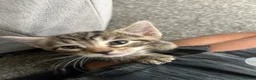 Mixed Breed cats for sale: Mixed Breed Tabby Shorthair Kittens in Sheffield - Advert 17