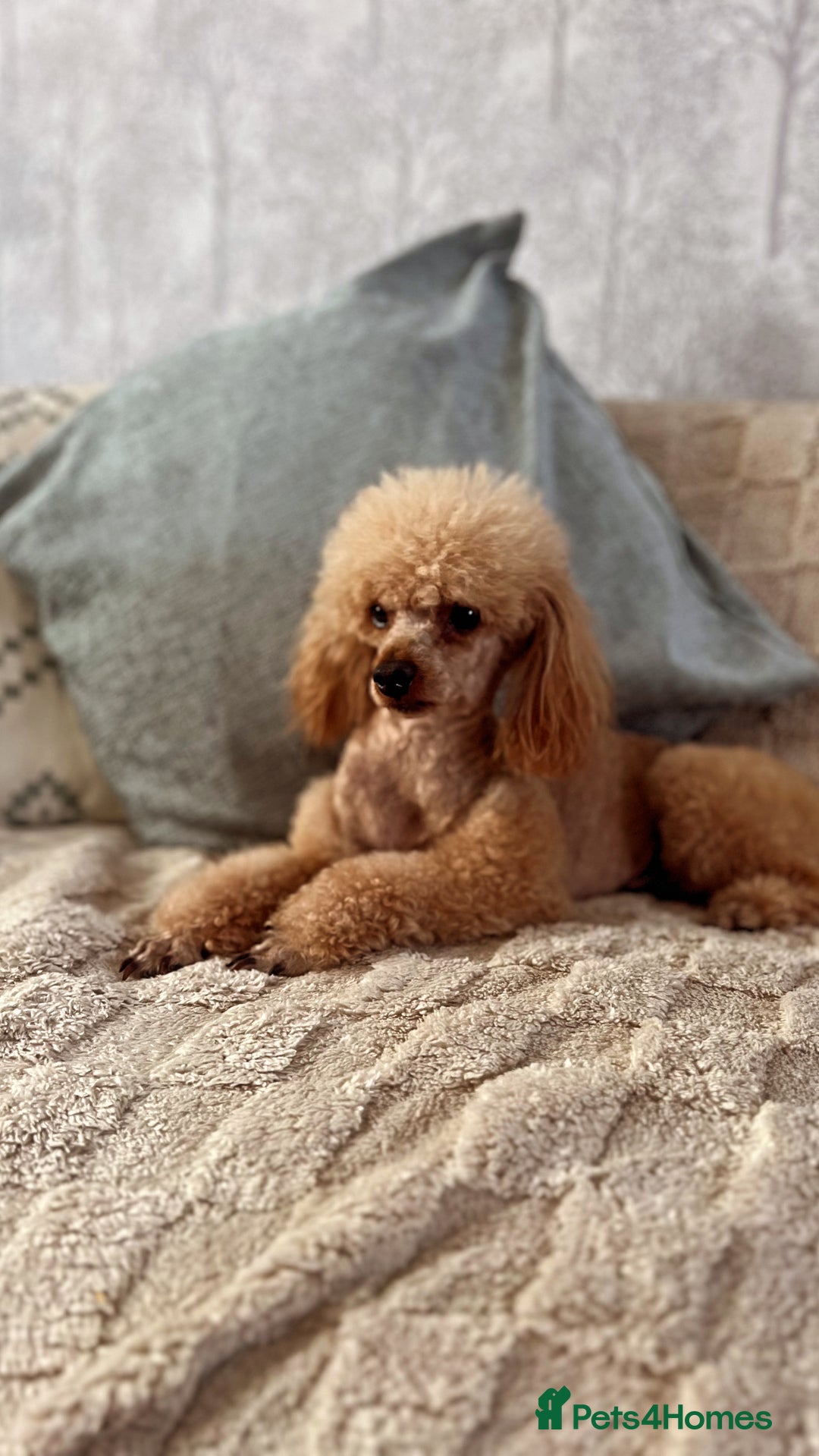 Toy Poodle dogs for stud: KC DNA Health Tested Red Toy Poodle Stud in Worcester - Advert 3