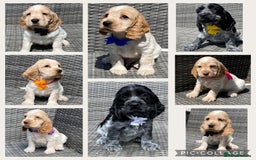 Cocker Spaniel dogs for sale: KC Registered Show Type Cocker Spaniel Pups - Image 1