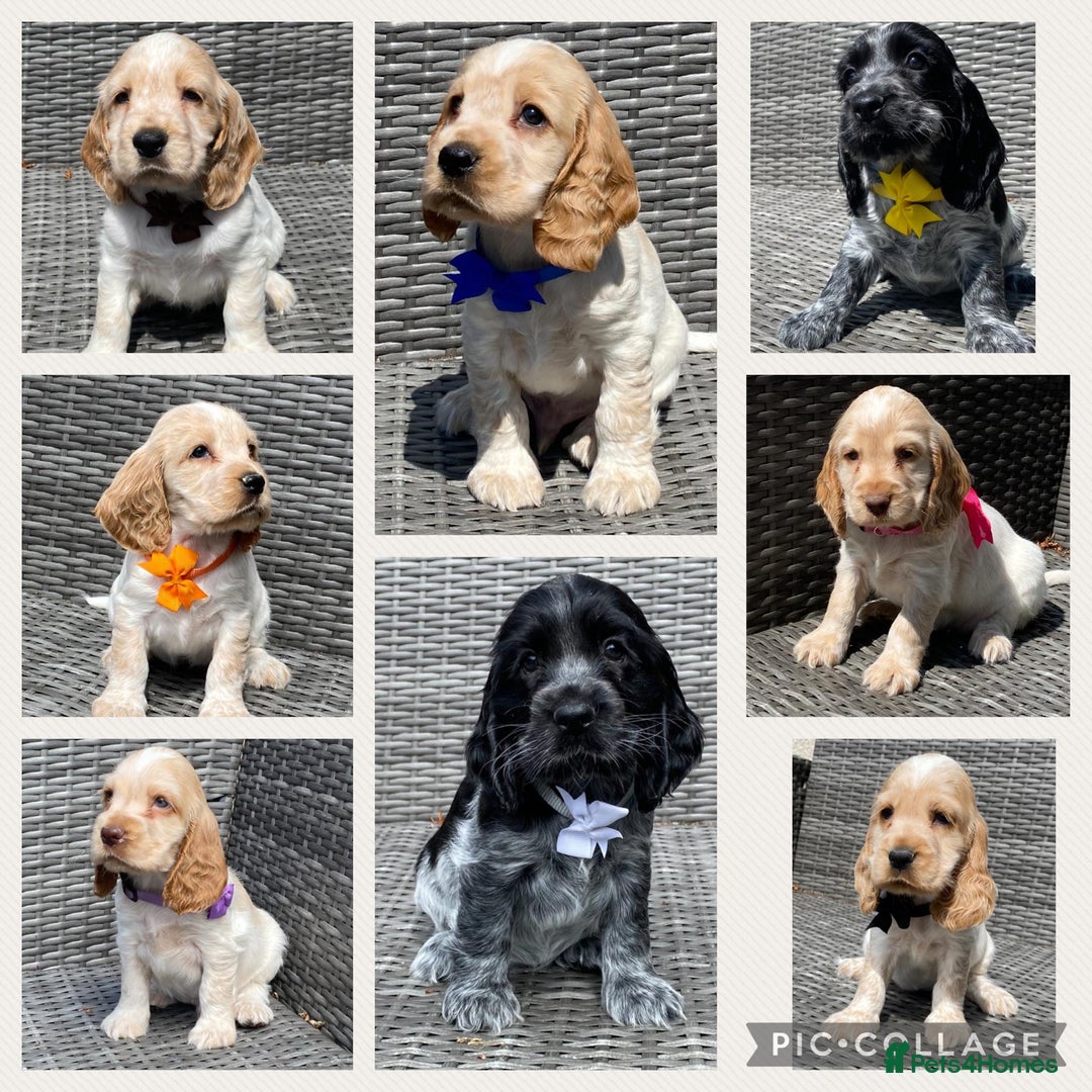 Cocker Spaniel dogs for sale: KC Registered Show Type Cocker Spaniel Pups - Image 1