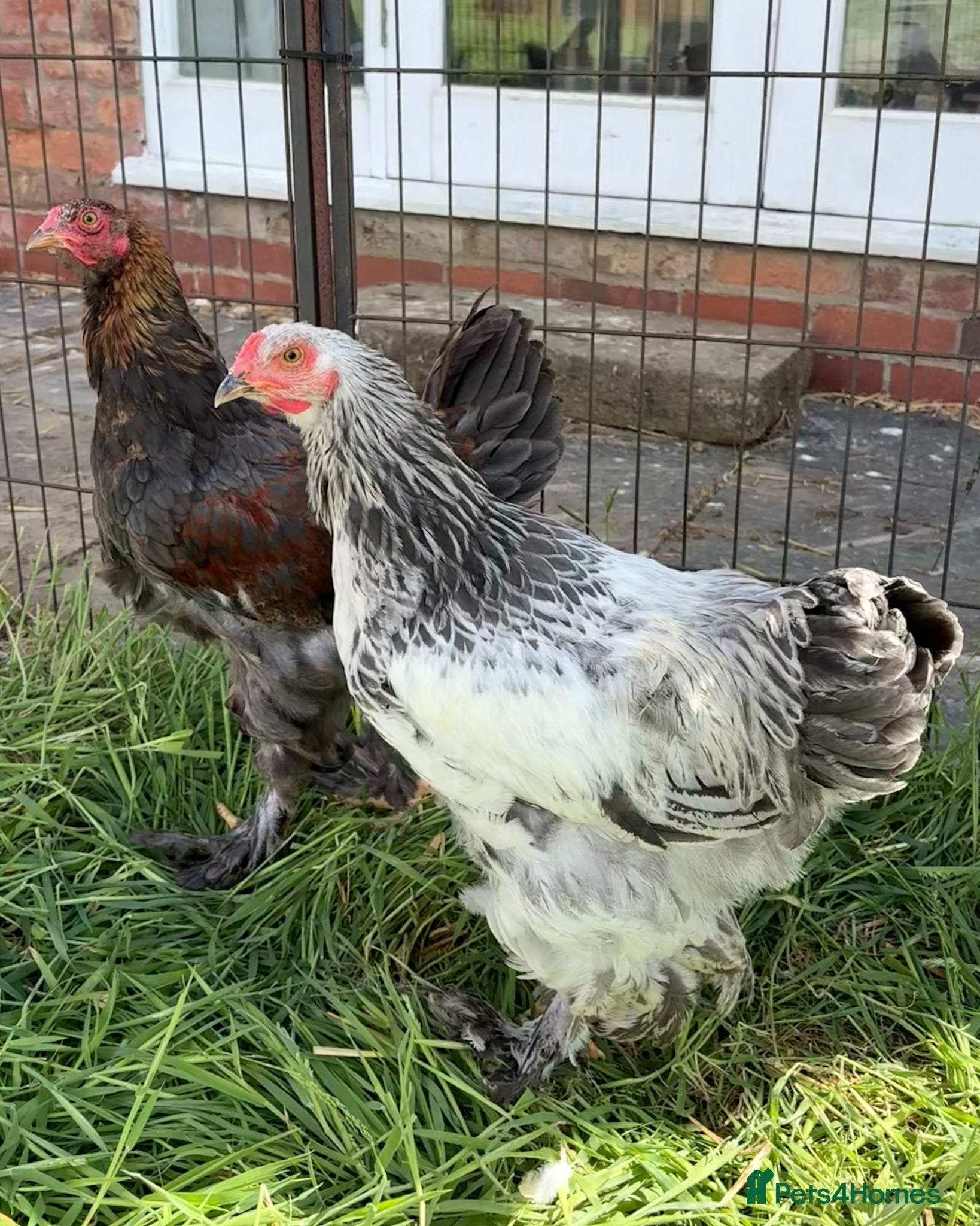 Chickens poultry for sale: Ready Soon: Large Fowl Brahma Pairs Mixed Colours - Advert 3