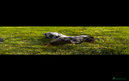 Miniature Dachshund dogs for sale: Mini dachshund cross jack Russell - Image 2