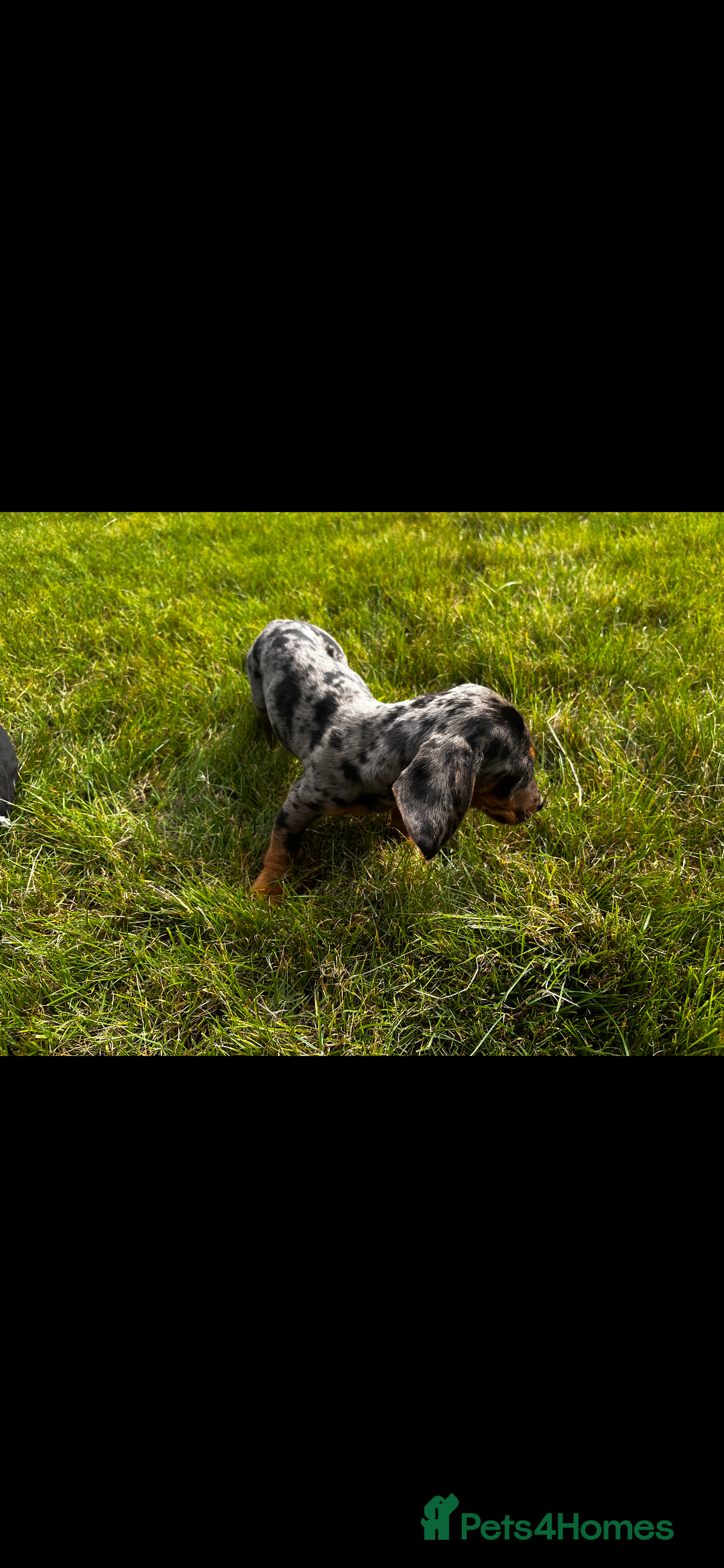 Miniature Dachshund dogs for sale: Mini dachshund cross jack Russell - Image 2