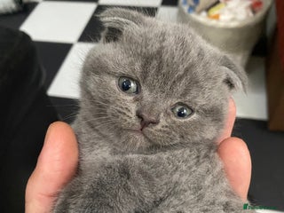 Scottish Fold cats Scottish Fold kittens for sale 3 Girls 2 Boys - Advert 15