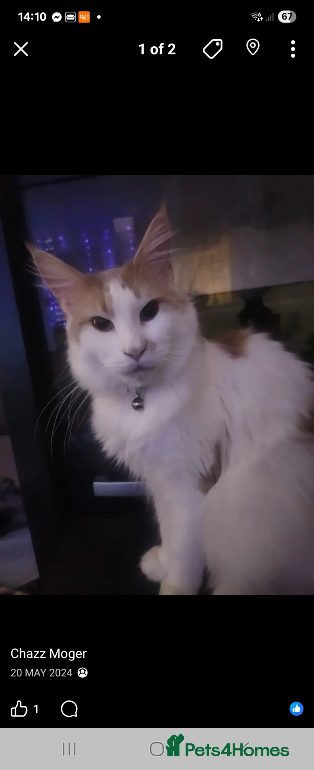 Maine Coon cats for sale: 8 kittens BA9 8NH  in Wincanton - Advert 1