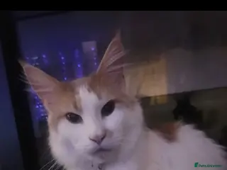 Maine Coon cats 8 kittens BA9 8NH - Advert 1