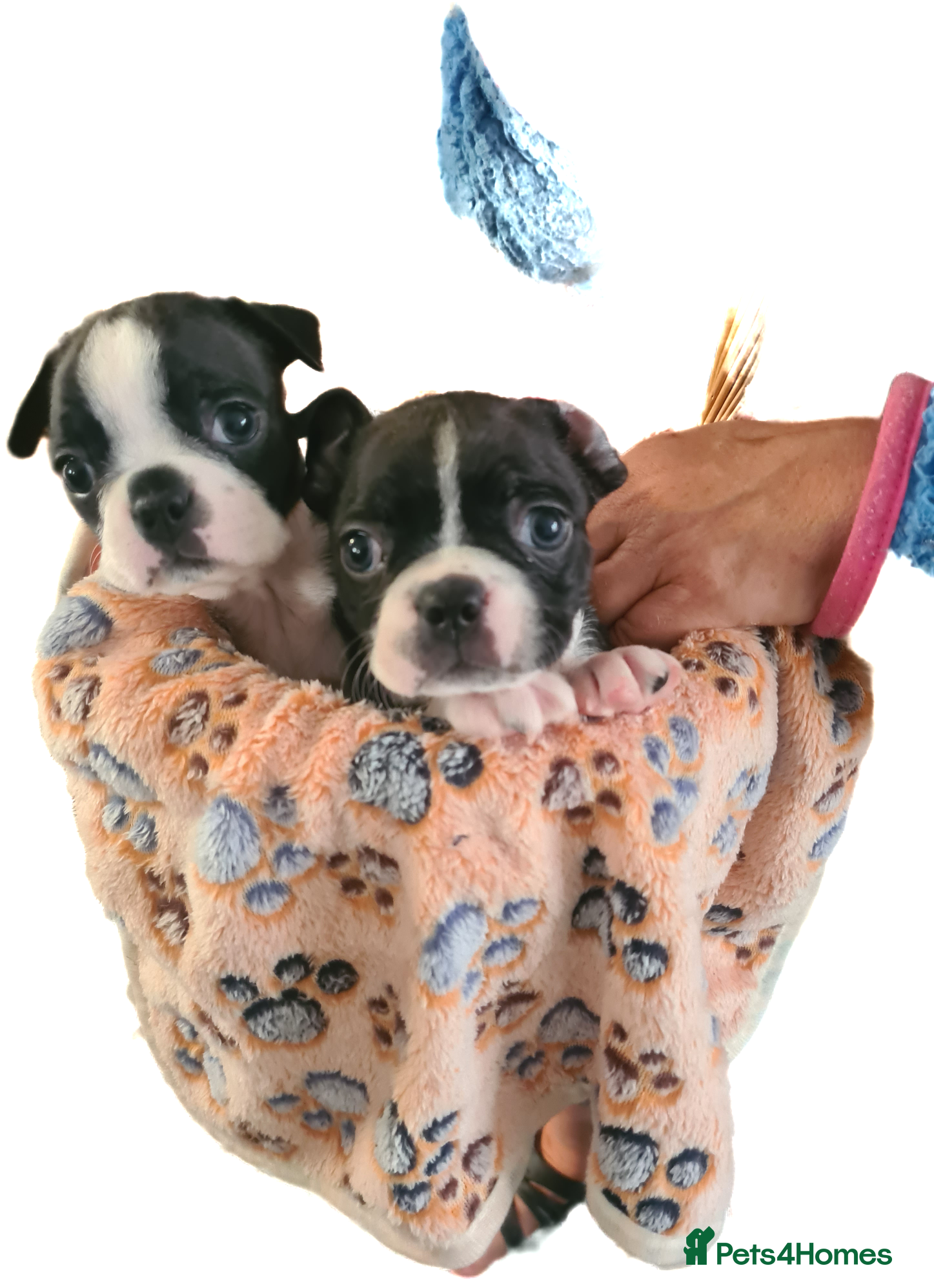 Boston Terrier dogs Boston terrier puppies  - Advert 7