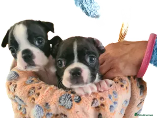Boston Terrier dogs Boston terrier puppies - Advert 7