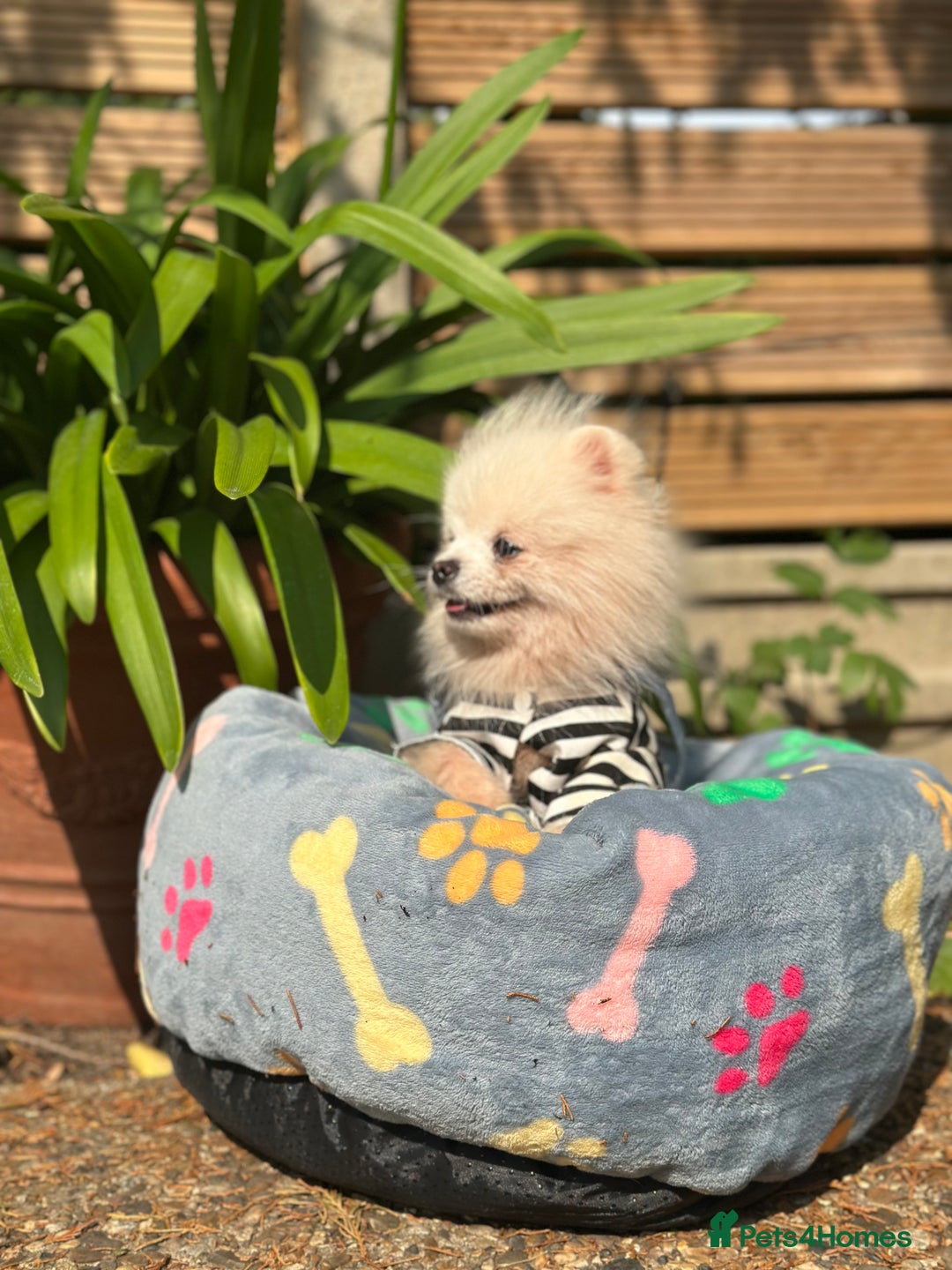 Pomeranian dogs for sale: White and Cream Pomeranian Boys in London - Image 37