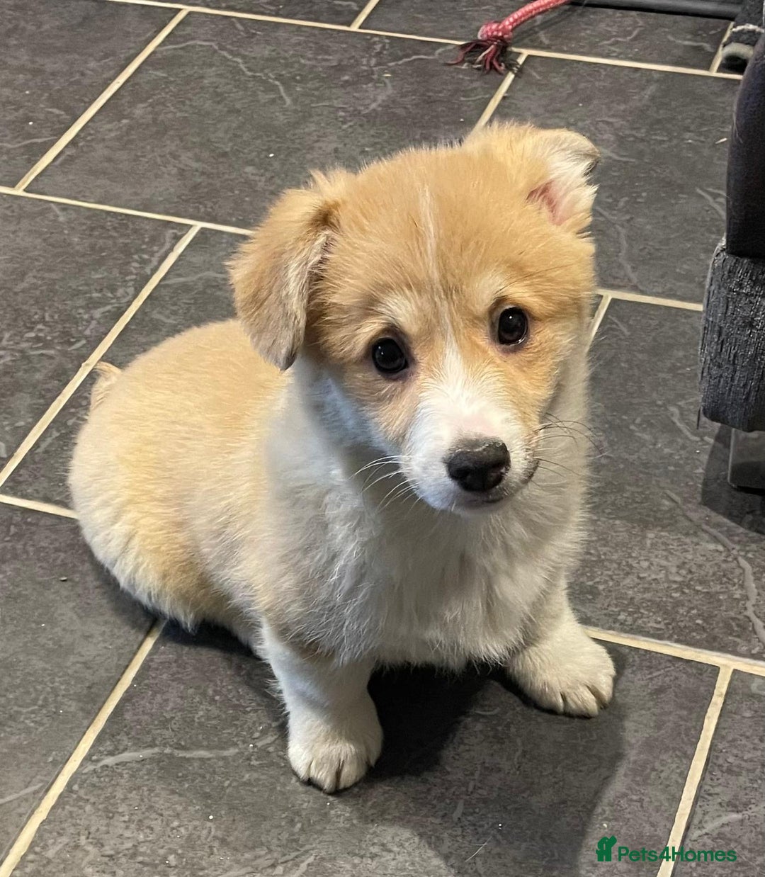 Welsh Corgi Pembroke dogs for sale: KC Registered Pembrokeshire Corgi Puppies - Advert 6