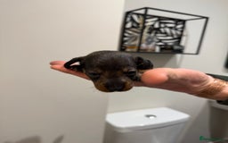 Dachshund dogs for sale: Wire haired Teckel puppies  - Advert 8