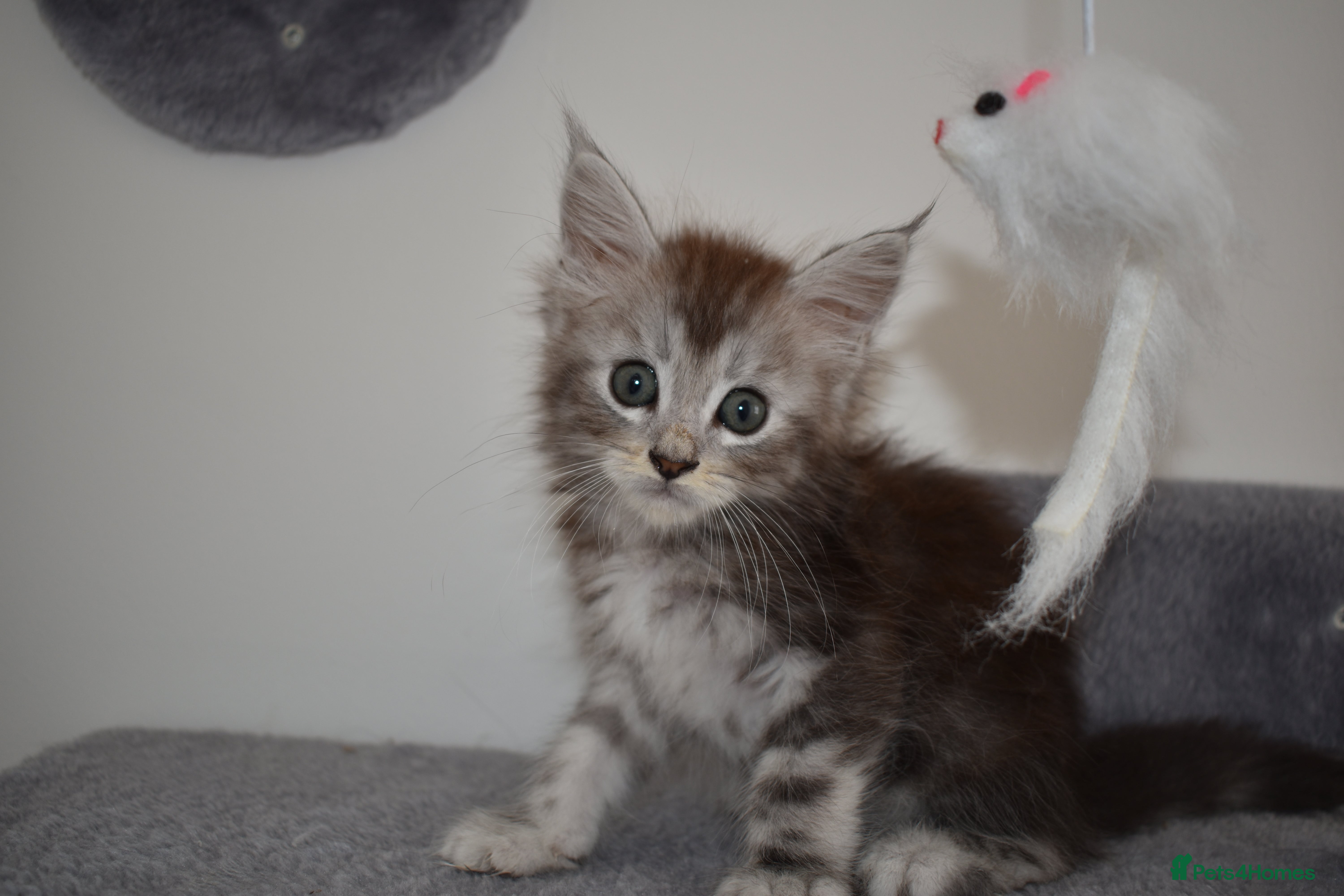 Maine Coon cats Majestic fluffballs FOR SALE - Advert 2
