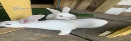 Continental Giant rabbits for sale: Continental giant cross with mini lop - Advert 3