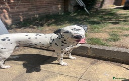 Dalmatian dogs for sale: Potential rehome - male LUA Dalmatian  - Advert 7