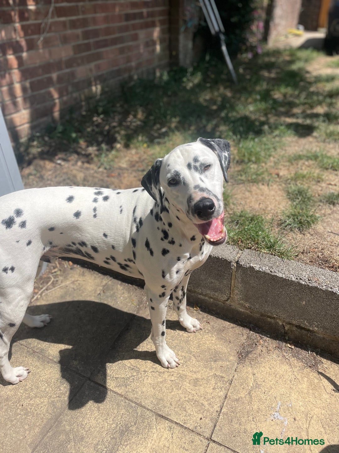 Dalmatian dogs for sale: Potential rehome - male LUA Dalmatian  - Advert 7