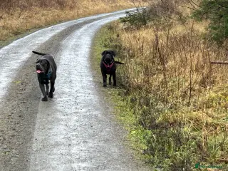 Cane Corso dogs Cane Corso Needing New Home in Carlisle - Advert 5