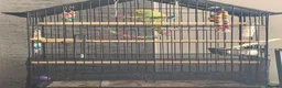 Ringnecks birds for sale: Green Female indian ringeck for sale - Advert 2