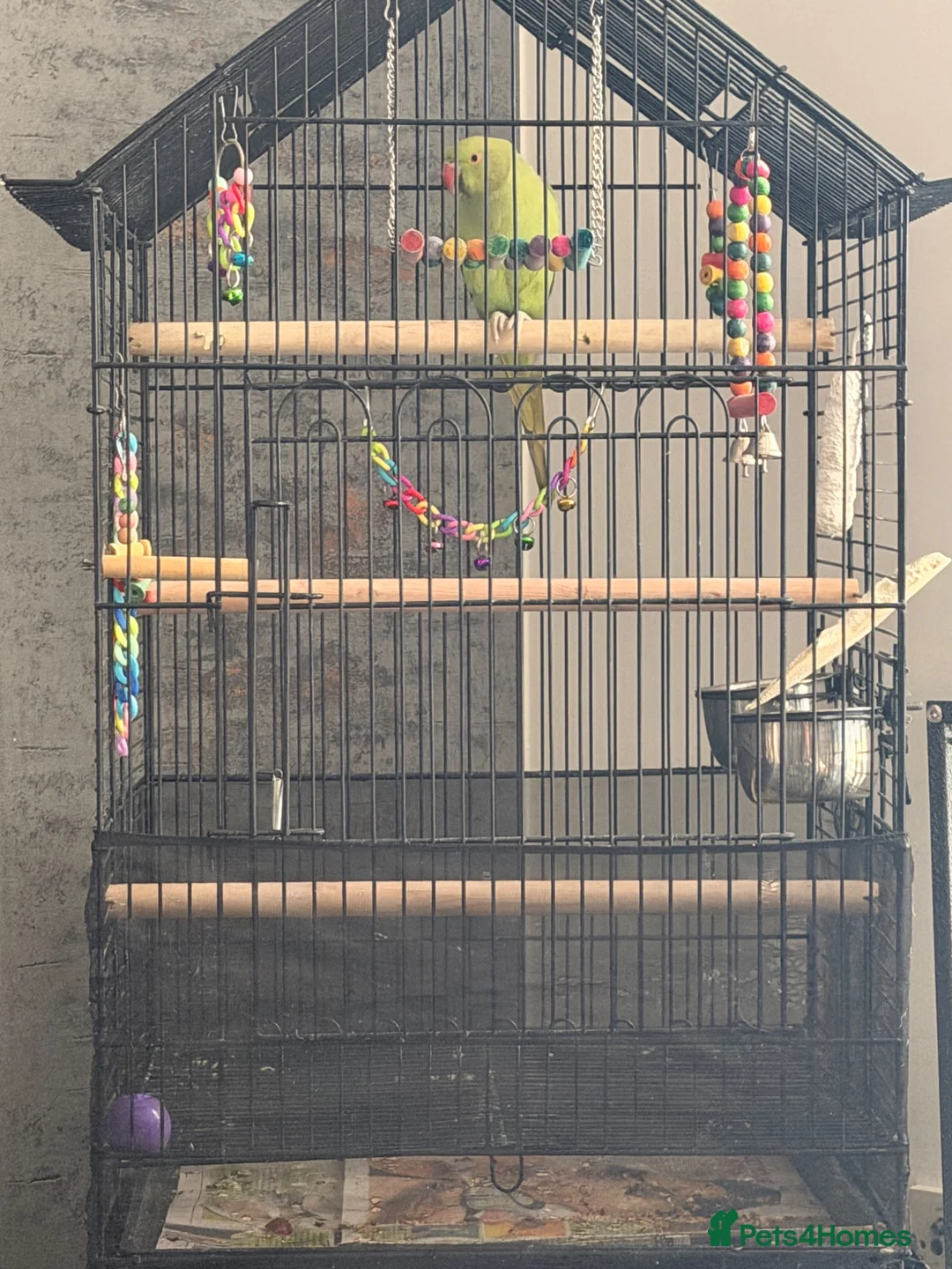 Ringnecks birds for sale: Green Female indian ringeck for sale - Advert 2