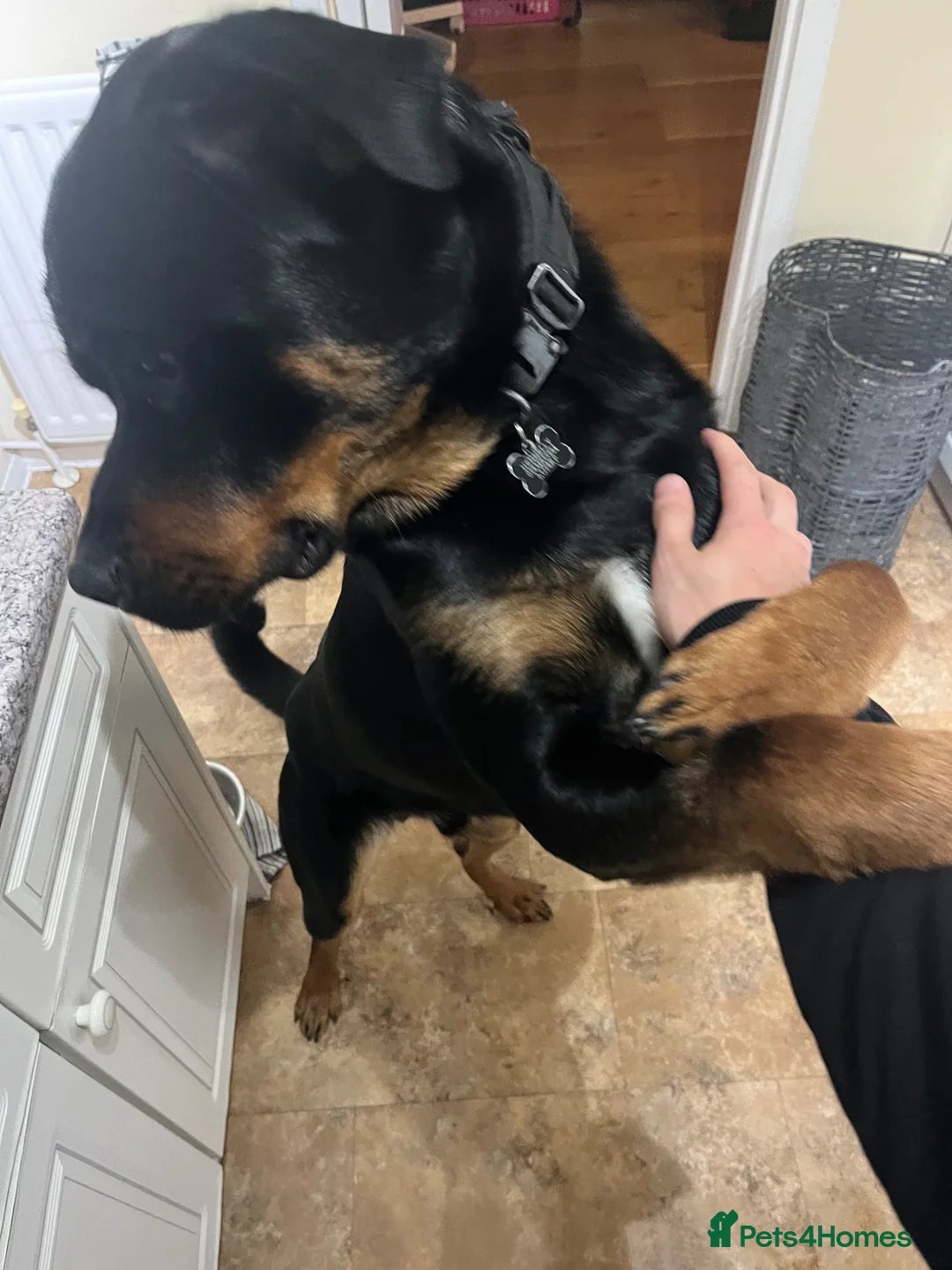 Mixed Breed dogs for sale: Joey  in Milton Keynes - Advert 3