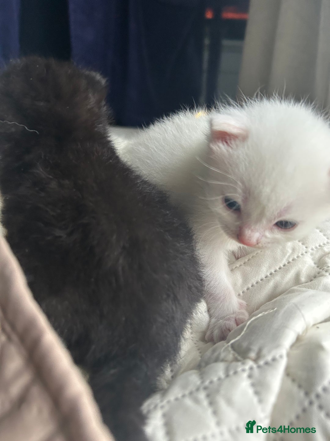 Ragdoll cats for sale: RAGDOLL X RUSSIAN WHITE kittens  - Advert 2