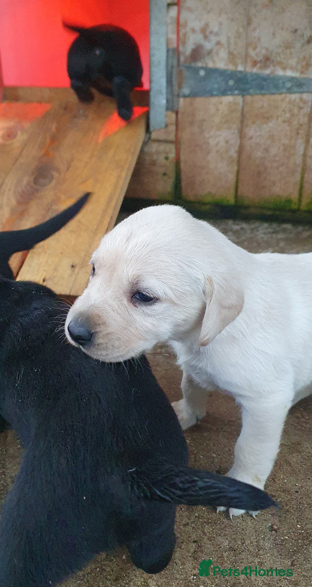 Labrador Retriever dogs for sale: Labrador puppies - Advert 3