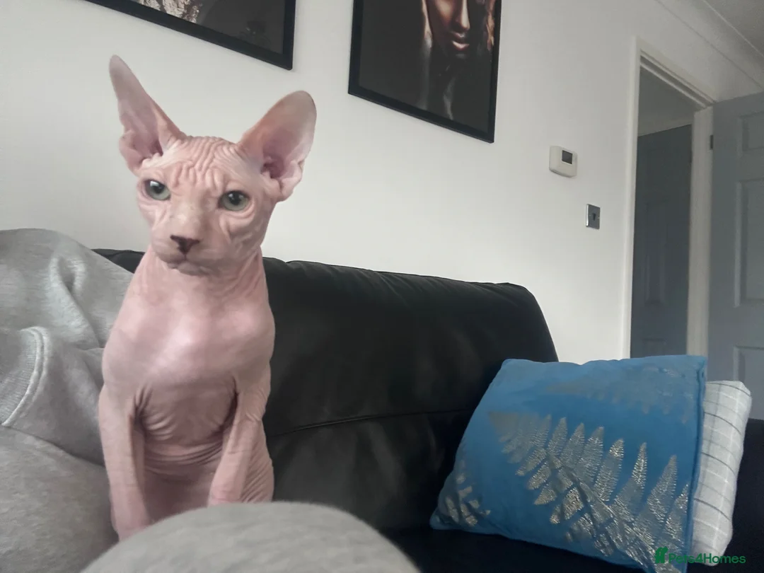 Oriental cats for sale: 2 adorable cats in Wisbech - Advert 12