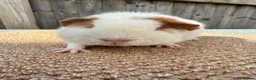 Guinea Pig rodents for sale: Teddy guinea pigs  in Carlisle - Advert 14