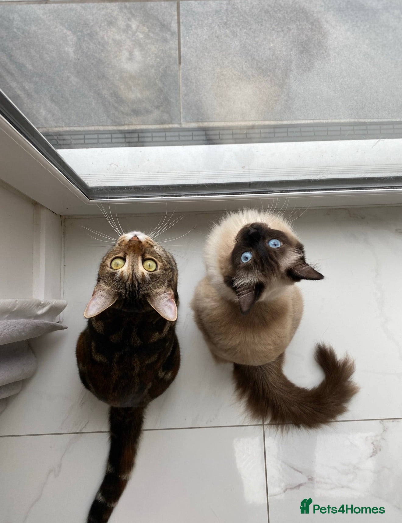 Ragdoll cats Loving home wanted for my beautiful indoor cats  - Advert 4
