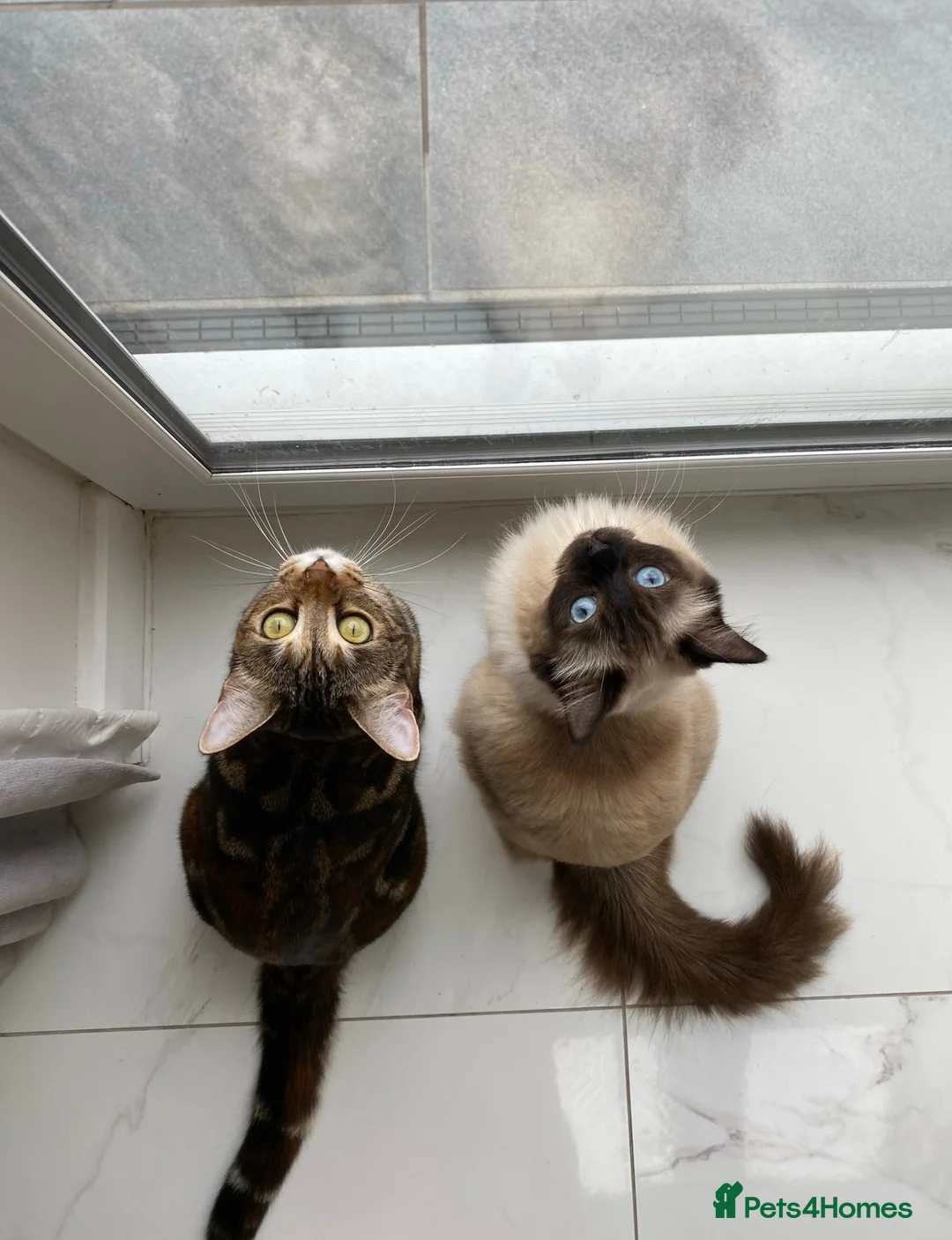 Ragdoll cats for sale: Loving home wanted for my beautiful indoor cats  - Advert 1
