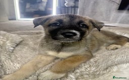 Mixed Breed dogs for sale: Akita/Belgian malenute puppy’s  - Image 10