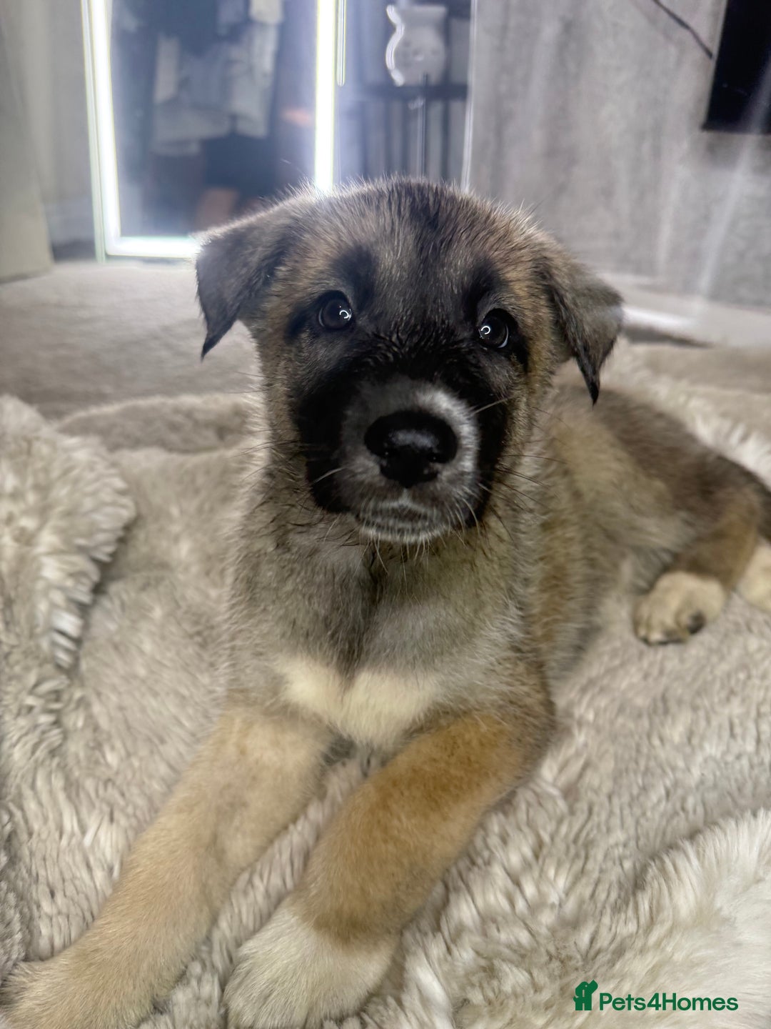 Mixed Breed dogs for sale: Akita/Belgian malenute puppy’s  - Image 10