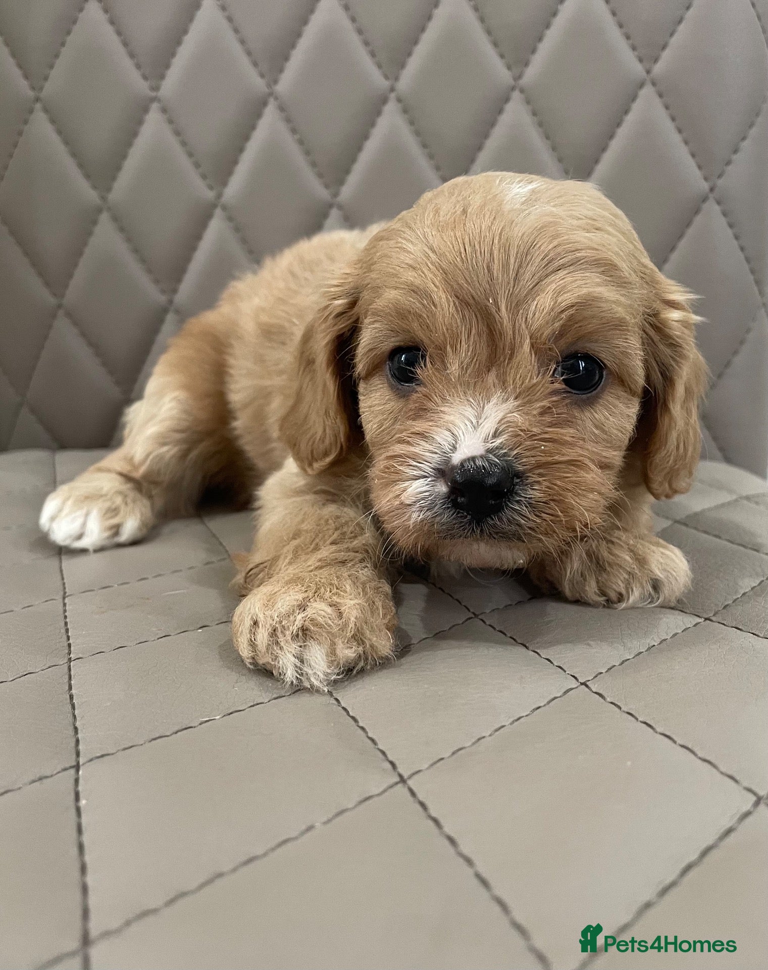 Cavapoo dogs F1 Health tested Cavapoo puppies  - Advert 5