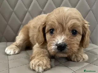 Cavapoo dogs F1 Health tested Cavapoo puppies - Advert 5
