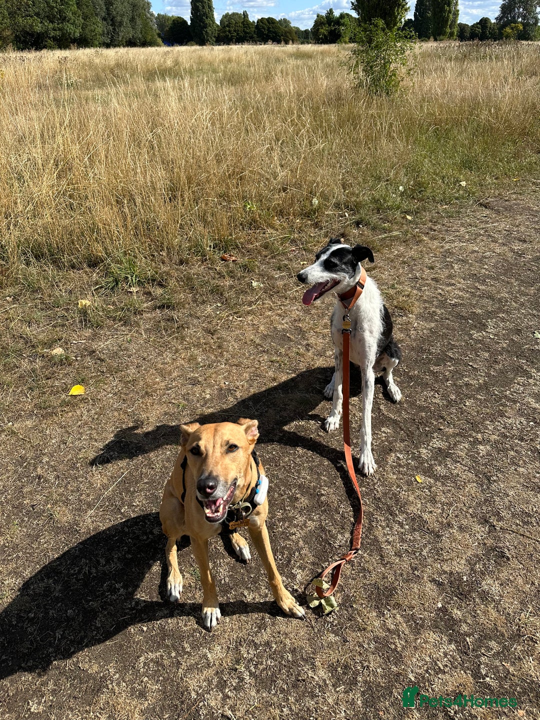 Lurcher dogs for sale: Lucky - Image 3