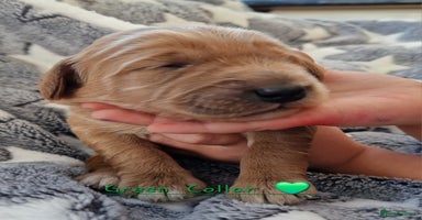 Mini Goldendoodle dogs - Advert 2