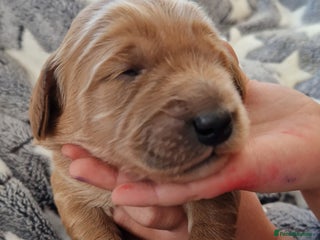 Mini Goldendoodle dogs - Advert 1