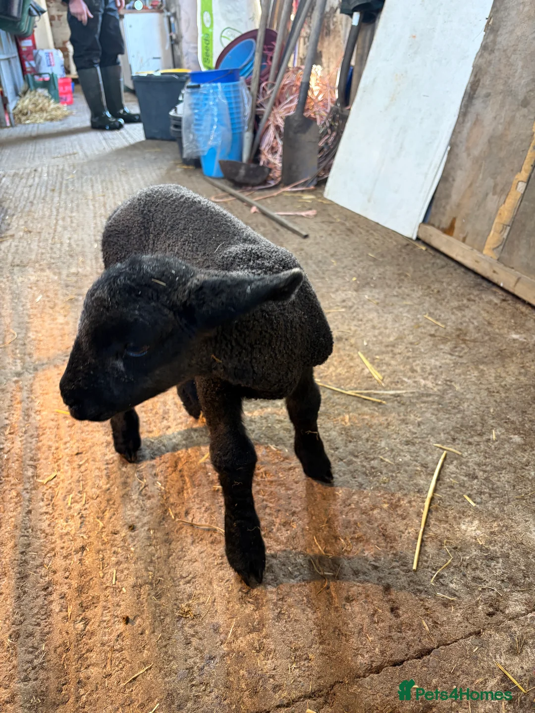 Sheep livestock for sale: Cade lambs for sale - Advert 6