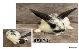 Dwarf Lop rabbits for sale: Baby Dwarf Lop Bunnies - Advert 6