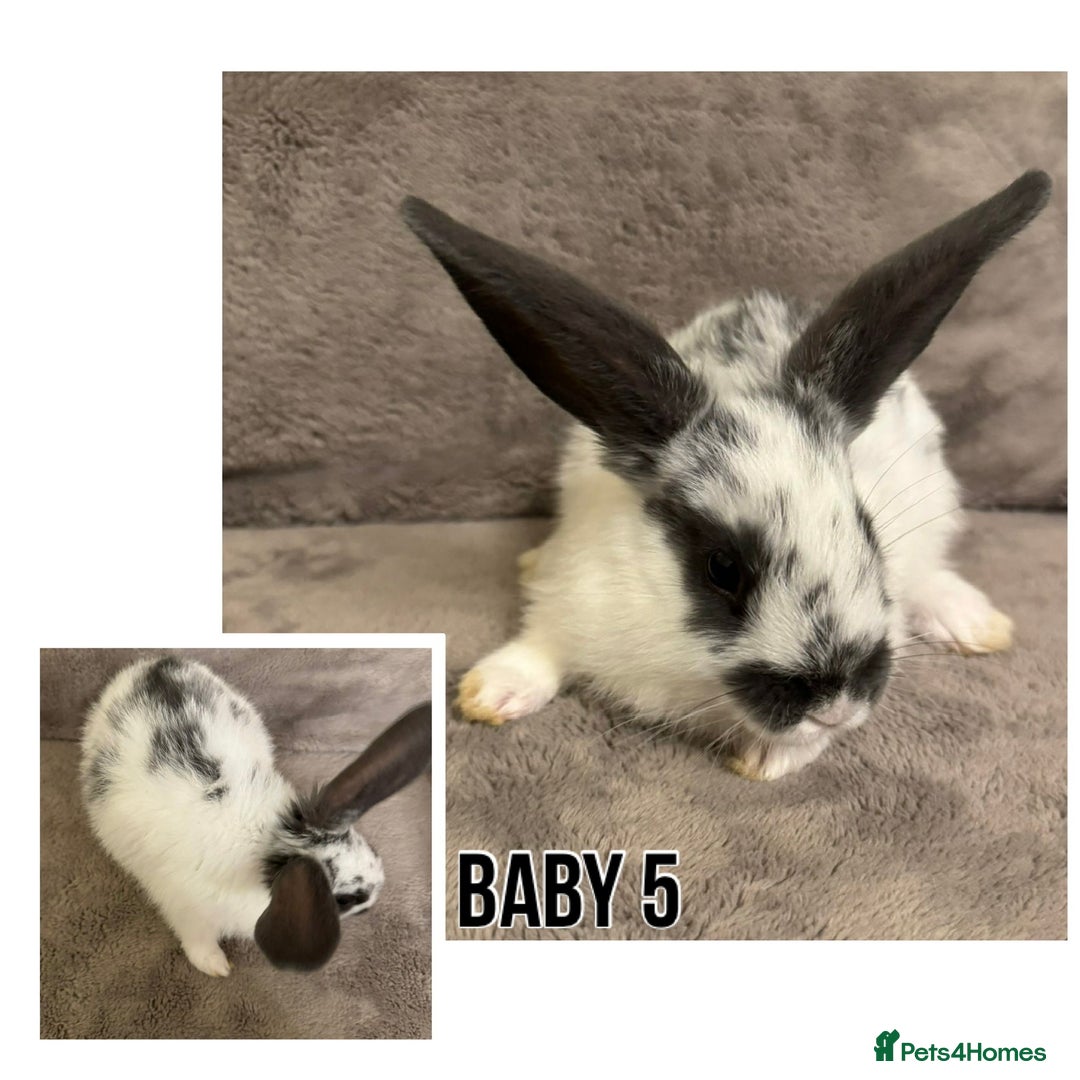 Dwarf Lop rabbits for sale: Baby Dwarf Lop Bunnies - Advert 6