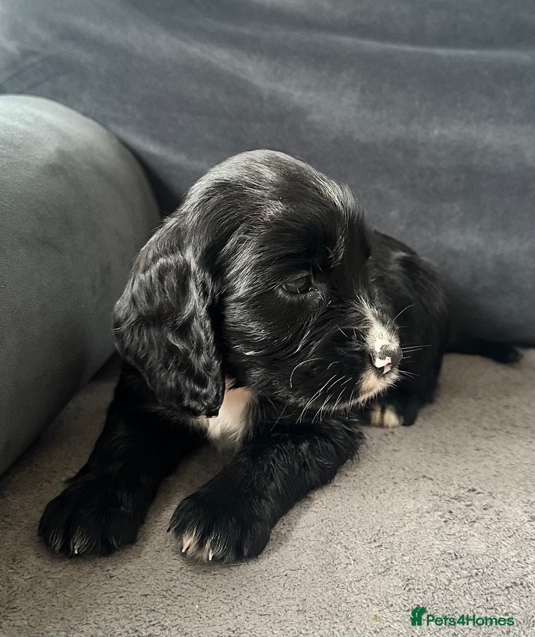 Cocker Spaniel dogs for sale: ADORABLE COCKER SPANIELS  - Image 7